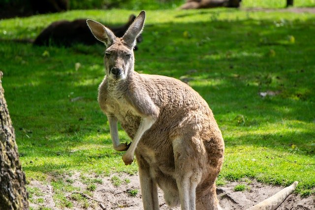 Australia is the ultimate place in the world for kangaroo lovers